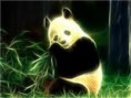 /album/galleria-fotografica/panda-jpg1/